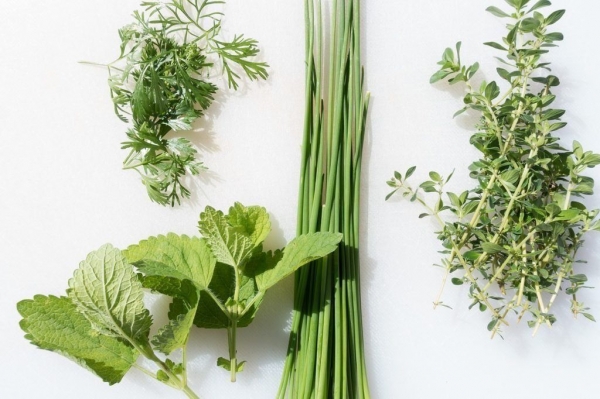 Травяные анальгетики - лекарственные травы: выбираем лучшее средство